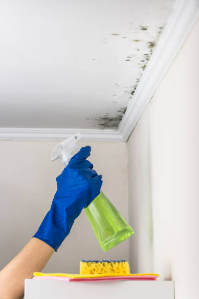 Ponce Inlet, FL Mold Remediation Company